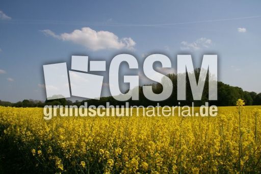 Rapsfeld_3045.jpg